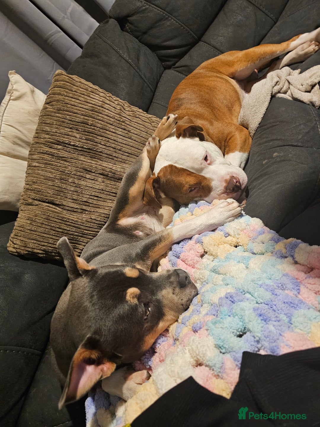 Mixed Breed dogs for sale: A*home only - Advert 2