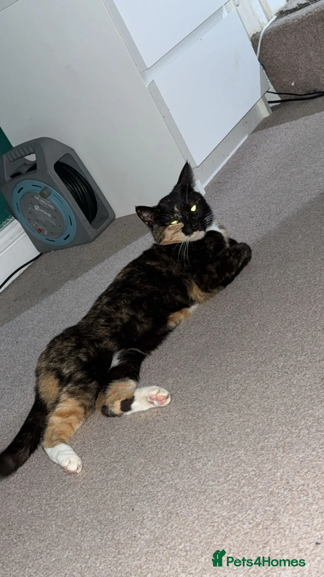 Mixed Breed cats for sale: Two 11 year old sisters  - Advert 1