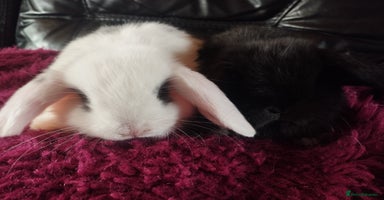 Mini Lop rabbits in Market Drayton - Advert 4