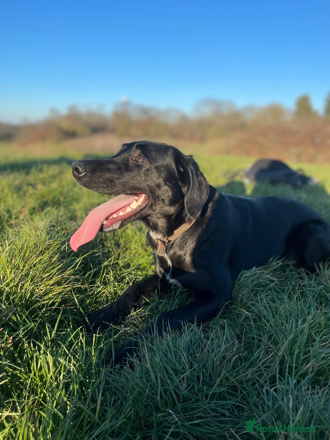Borador dogs for sale: Looking to rehome☺️ in Braintree - Advert 2