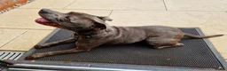 Staffordshire Bull Terrier dogs for sale: Gorgeous Blue Staffi needs a new home - Advert 2