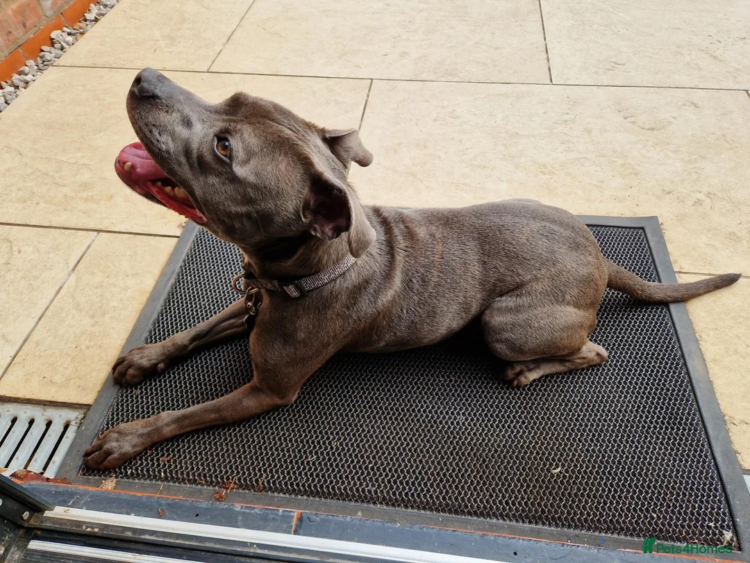 Staffordshire Bull Terrier dogs for sale: Gorgeous Blue Staffi needs a new home - Advert 2