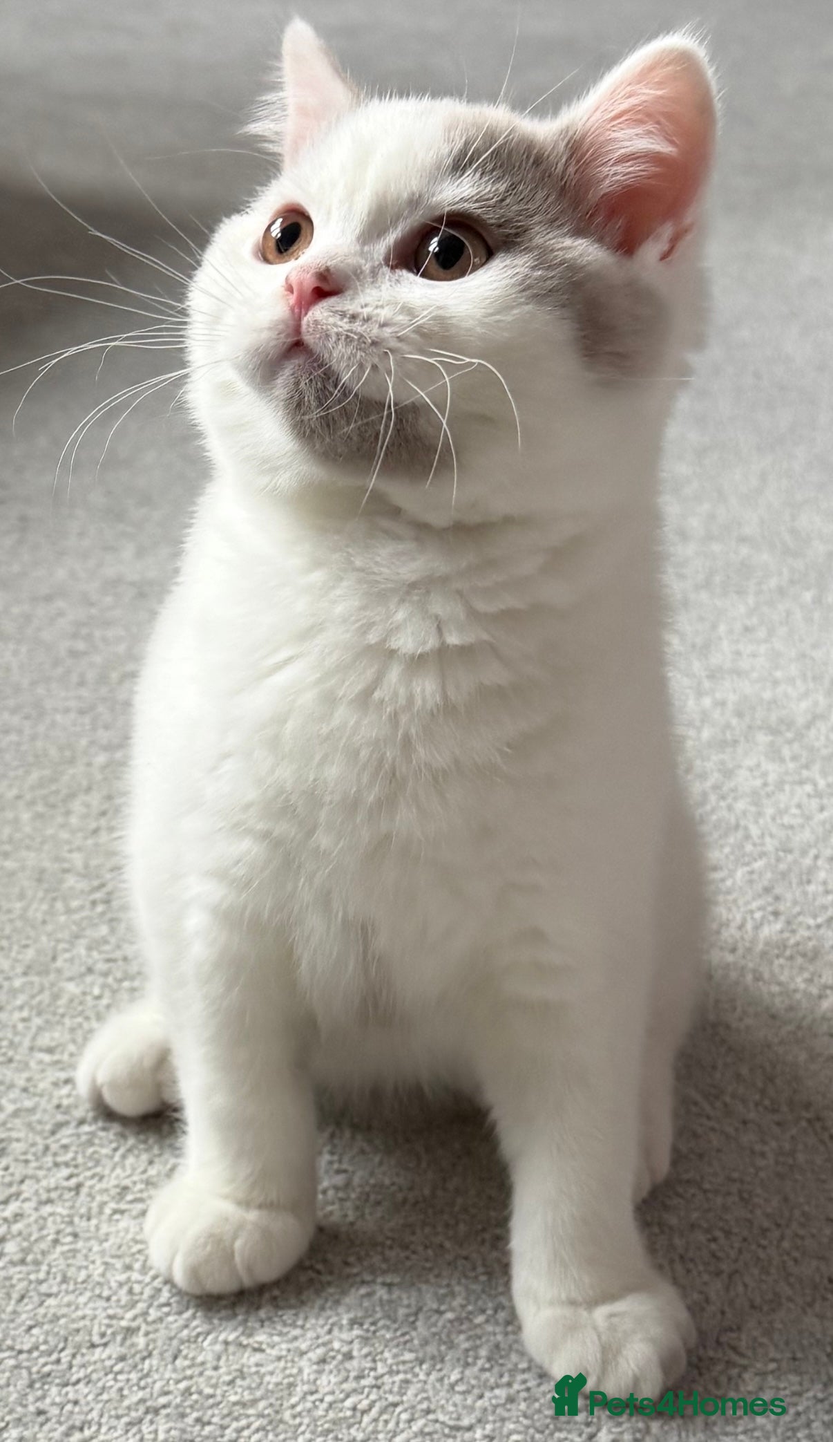 British Shorthair cats Extremely friendly 💙 fawn van boy.  - Advert 2