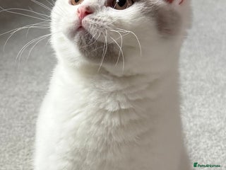 British Shorthair cats GCCF Extremely friendly 💙 fawn van boy. - Advert 18