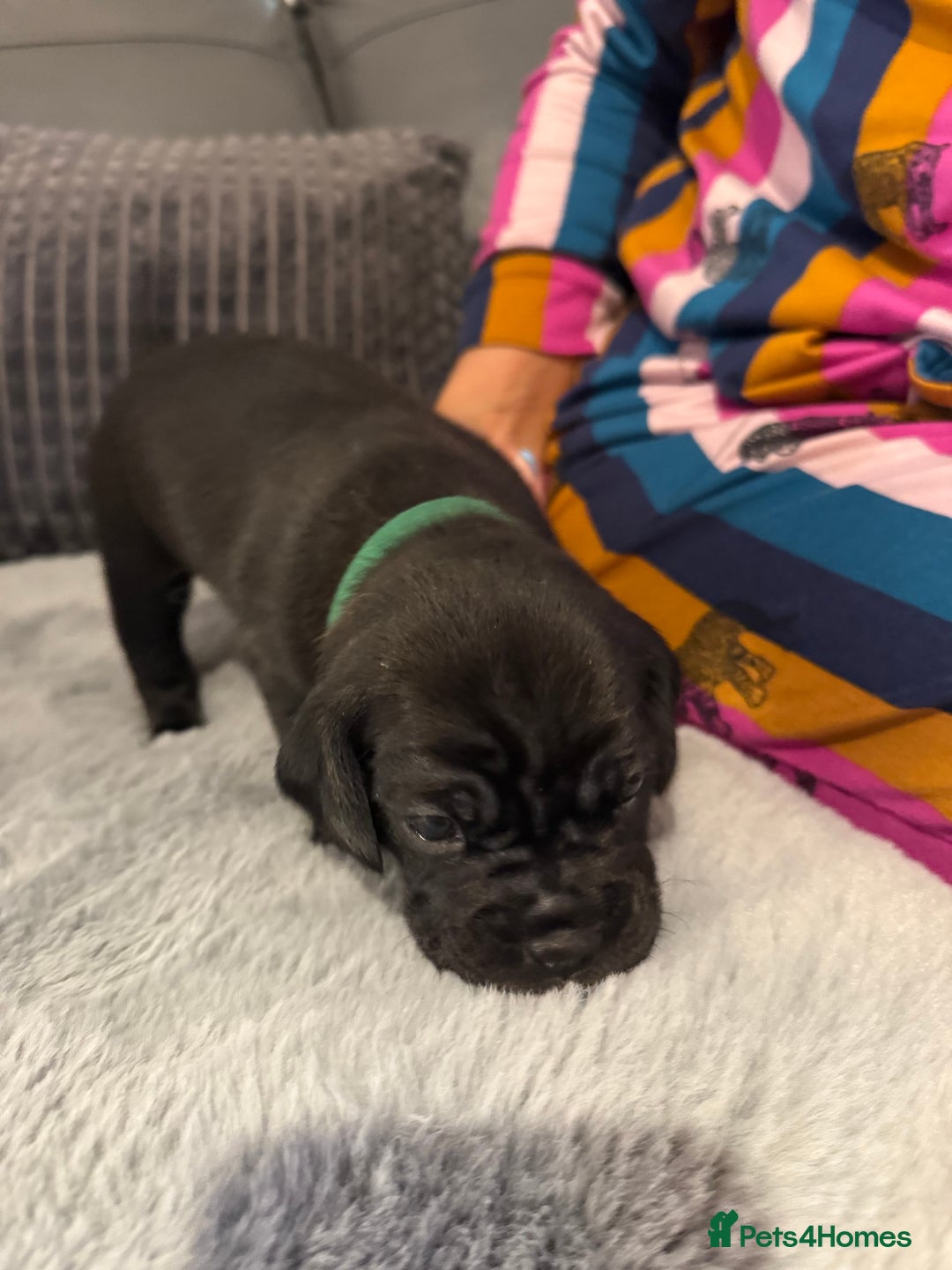 Mixed Breed dogs for sale: LAST REMAINING BLACK cockerbull puppies  - Advert 5