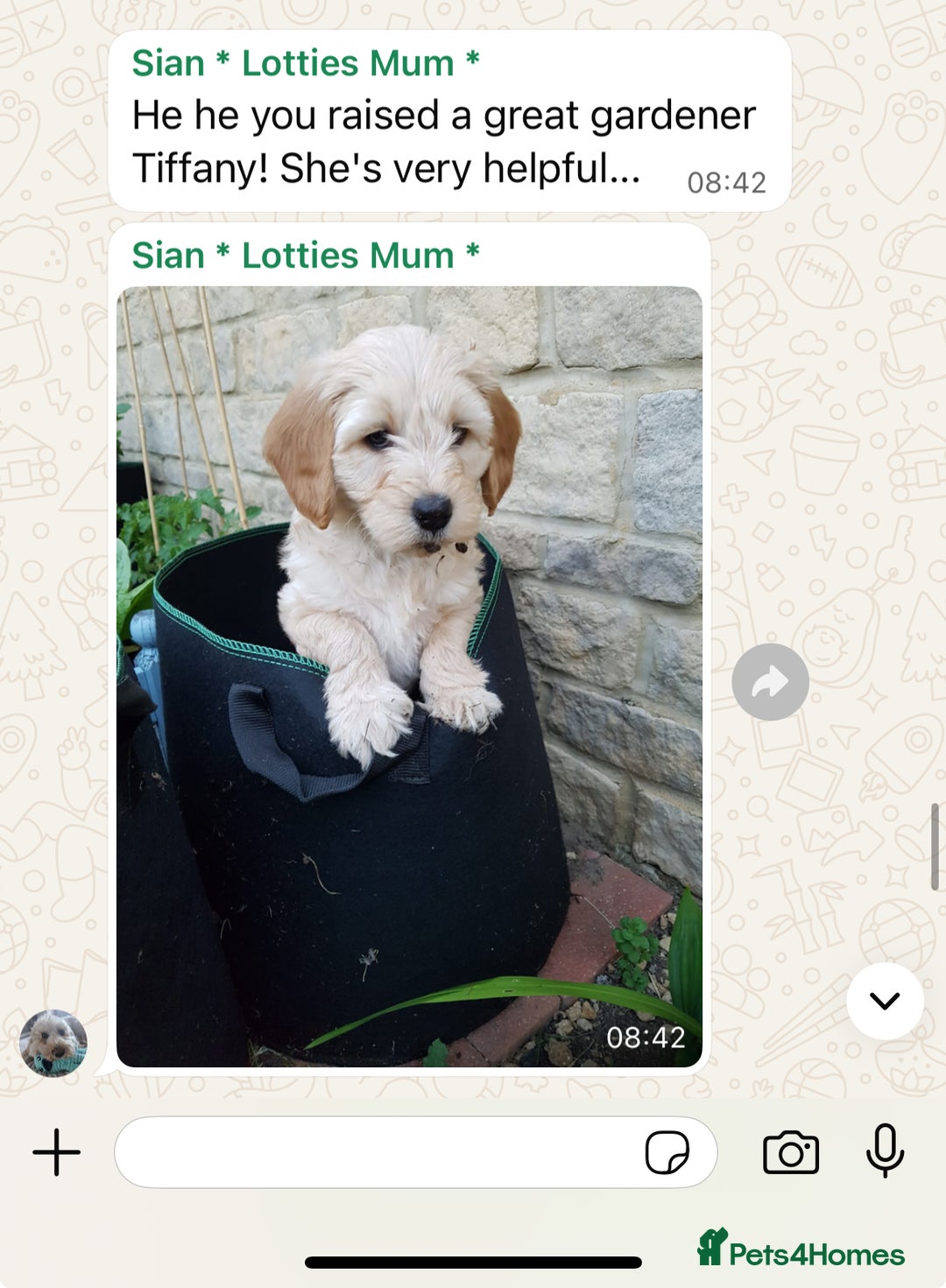 Cavapoo dogs for sale: Top Class Extensively tested Toy Cavapoo pups - Advert 28