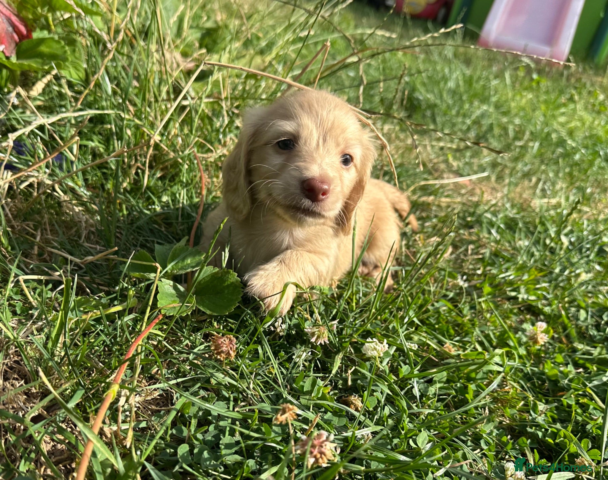 Miniature Dachshund dogs Kc Reg, Health Tested, IVDD Screened Mum  - Advert 2