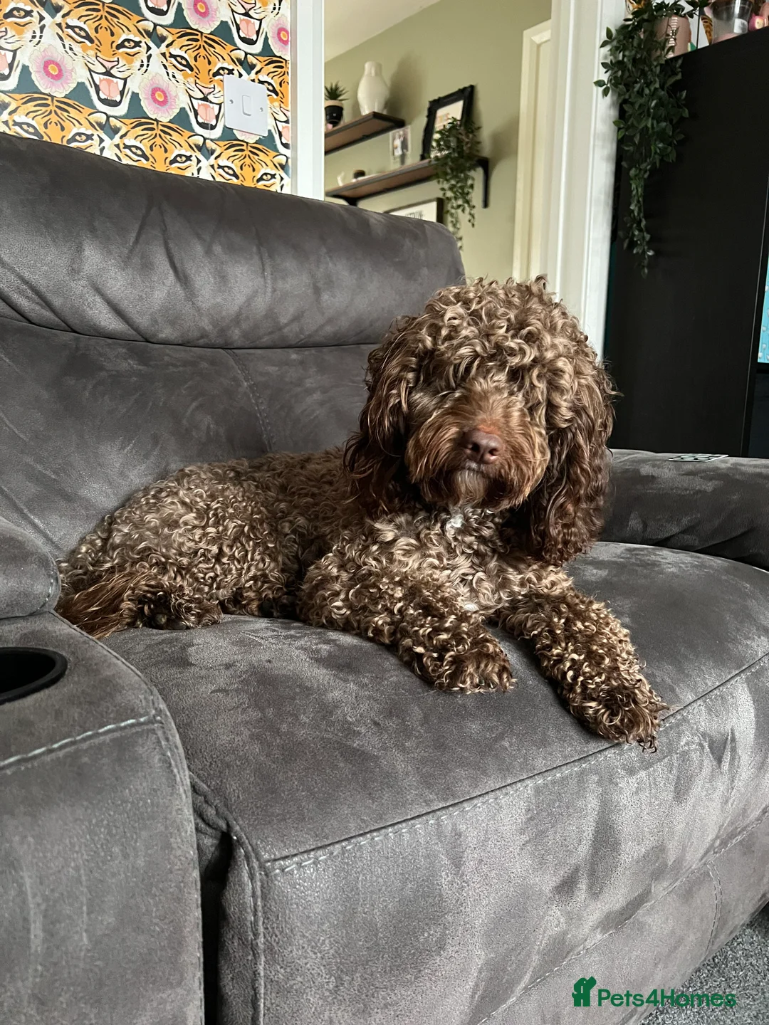 Cockapoo dogs for stud: PROVEN Chocolate brown cockapoo for stud in Boston - Advert 4