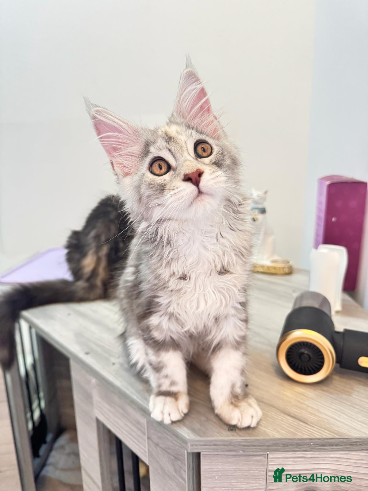 Maine Coon cats Pure breed XXL Maine Coon kittens  - Advert 11