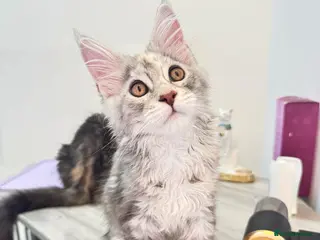 Maine Coon cats Pure breed XXL Maine Coon kittens - Advert 11