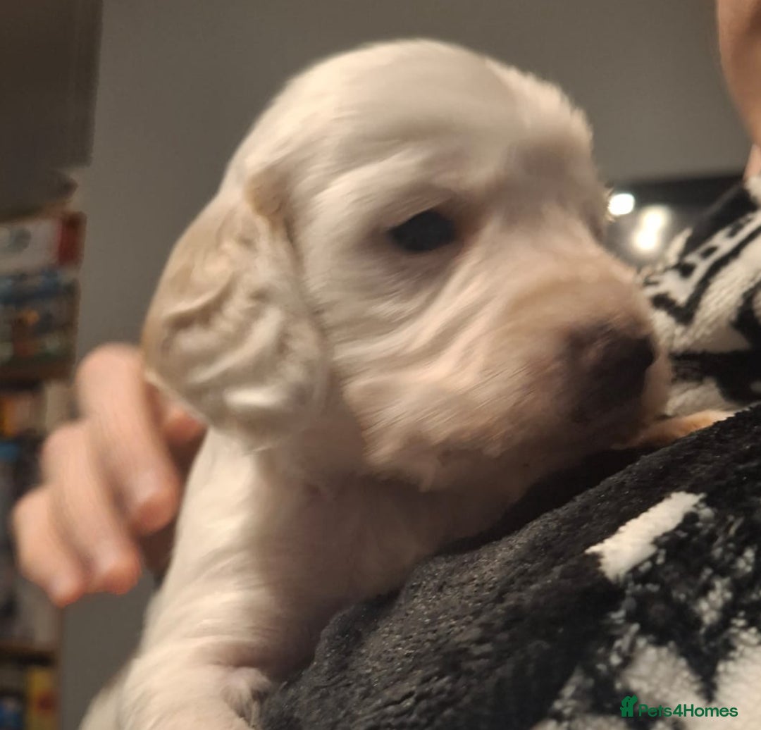 Cockapoo dogs for sale: Gorgeous F2 cockapoo puppies  - Image 6