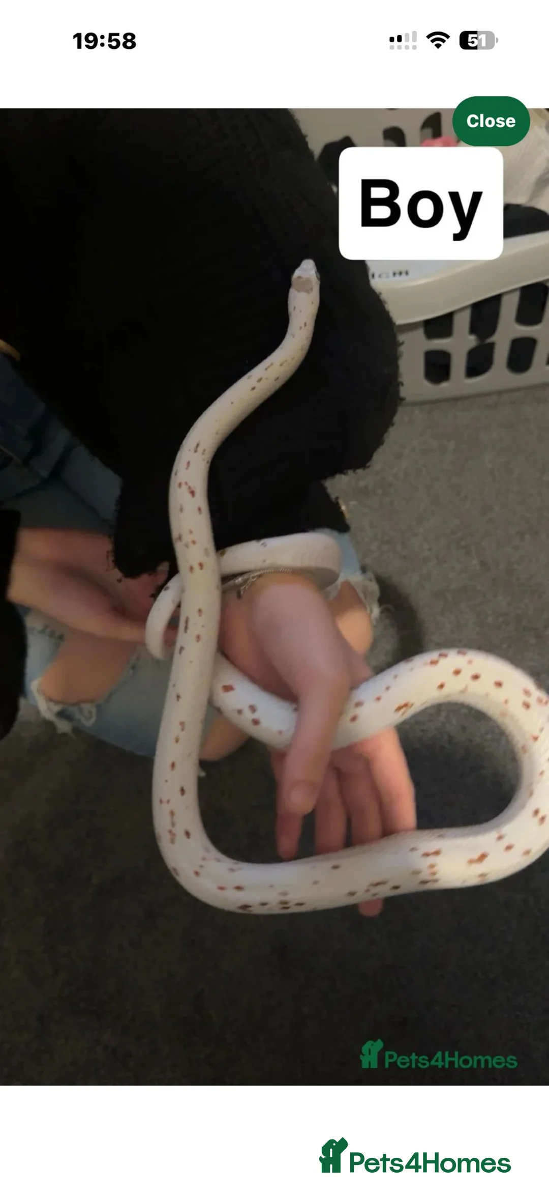 Corn Snake reptiles for sale: Male and female  - Advert 1