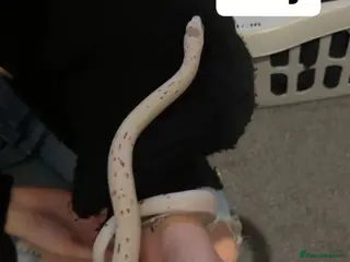 Corn Snake reptiles Male and female - Advert 1