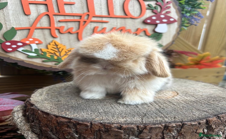 Mini Lop rabbits - Advert 2
