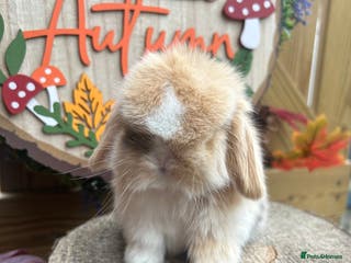 Mini Lop rabbits ⭐ PEDIGREE MINI LOP BABY BUNNIES ⭐ - Advert 1