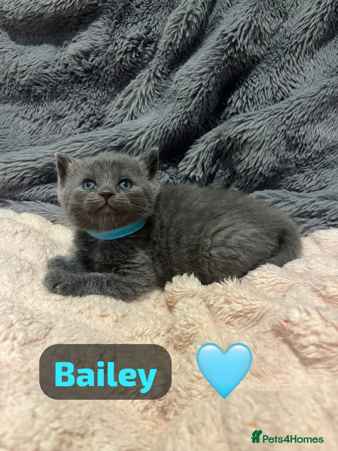 British Shorthair cats for sale: Beautiful British shorthair cross kittens🩵🩷 - Advert 25