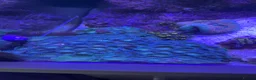 Goldfish fish for sale: reef marine fish tank  - Advert 33