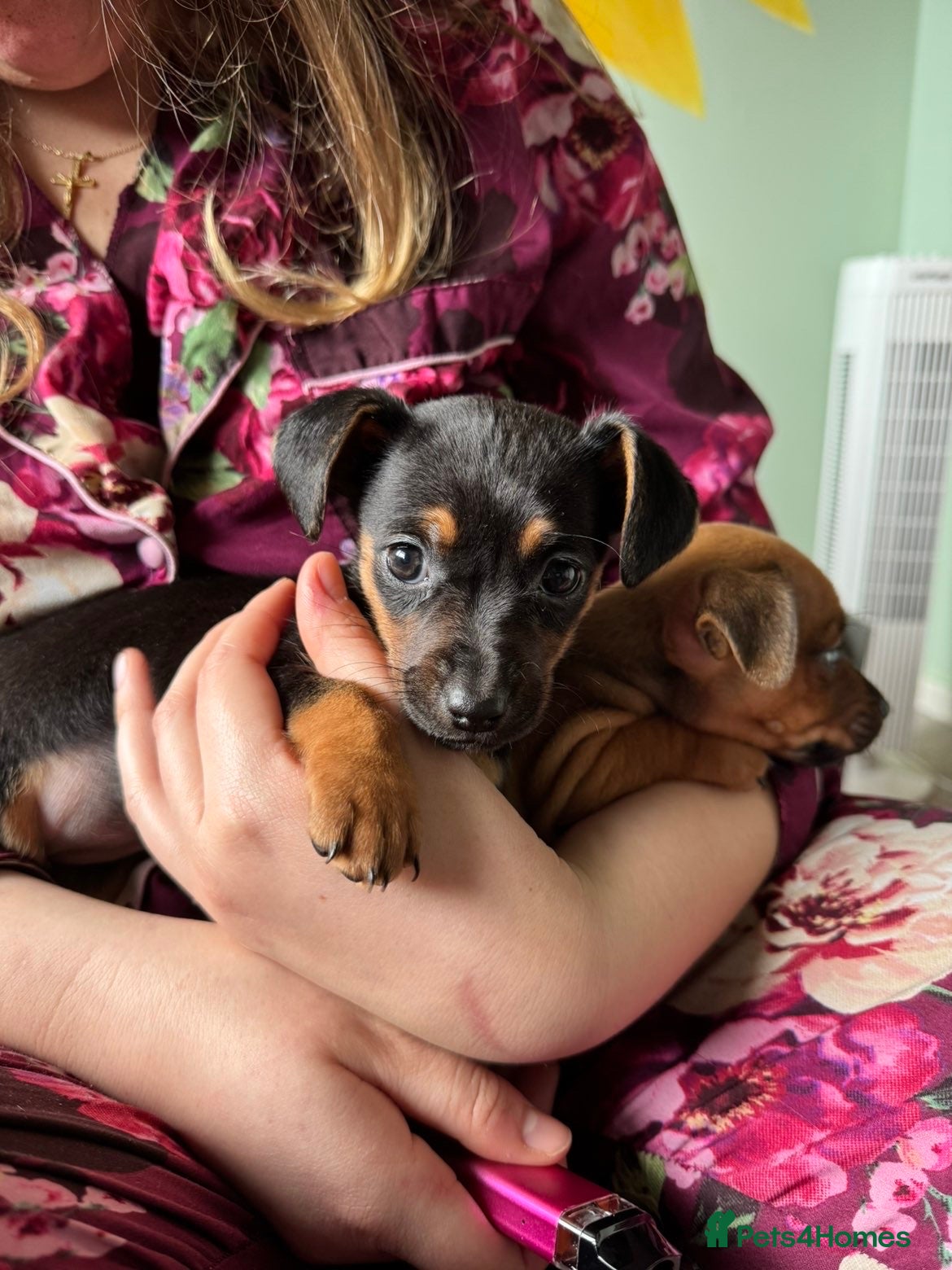 Mixed Breed dogs Chiweenies - Advert 8