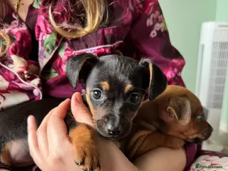 Mixed Breed dogs Chiweenies - Advert 8