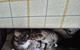 Brazilian Shorthair cats for sale: Kittens  - Image 8