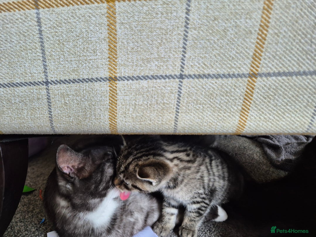 Brazilian Shorthair cats for sale: Kittens  - Image 8