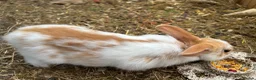 Mixed Breed rabbits for sale: Mixed lop ready to go  - Advert 10