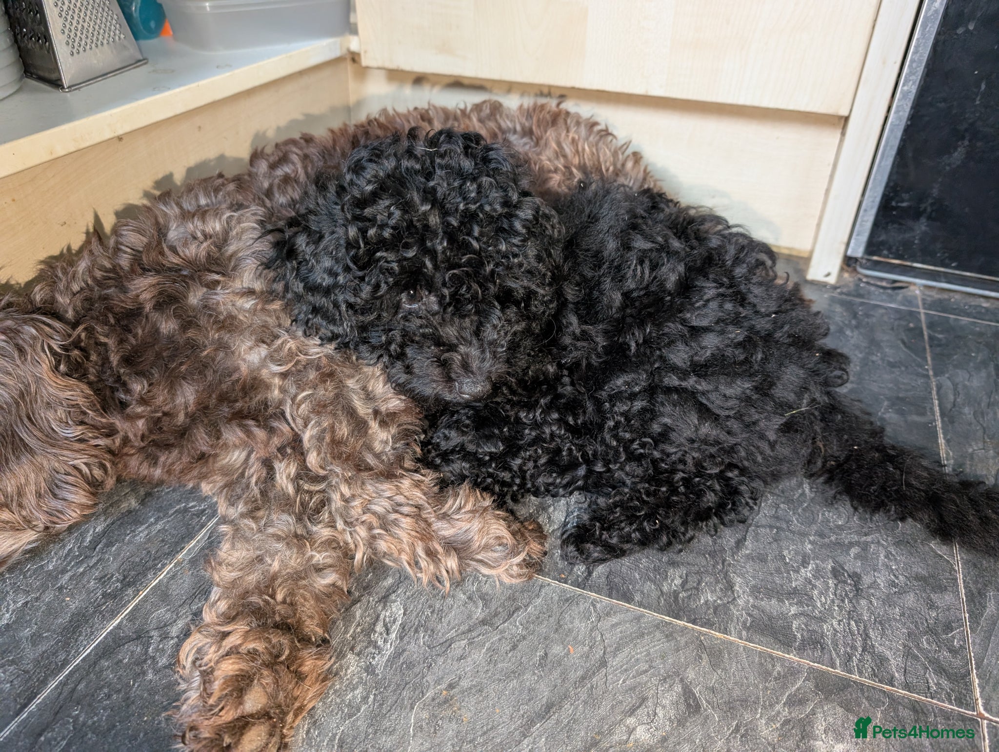 Labradoodle dogs 🐾Quality F1BB Mini Labradoodle Pups🐾  - Advert 2