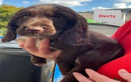Sprocker dogs for sale: Sprockers 3/4 Cocker spaniel puppies for sale - Image 16