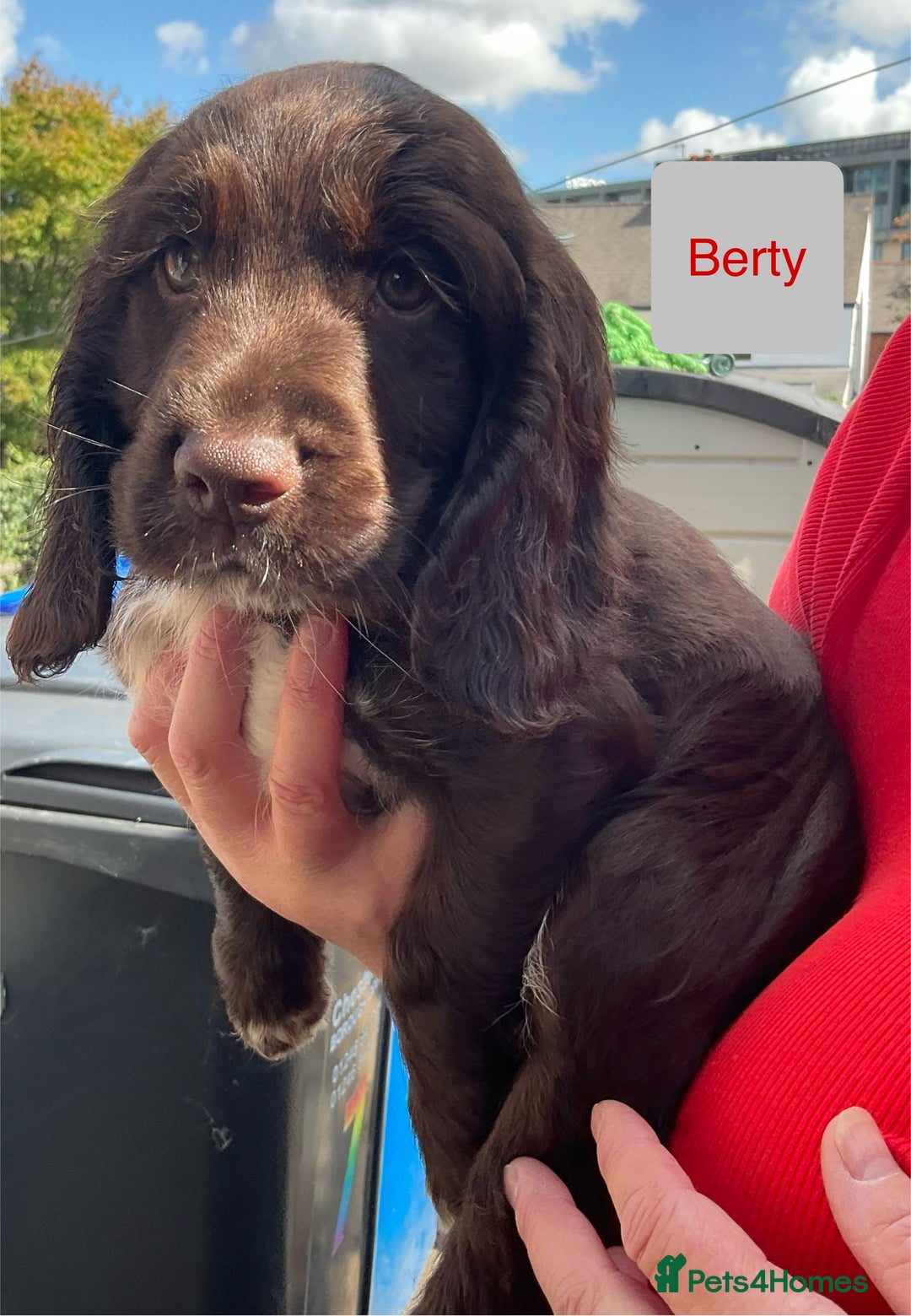 Sprocker dogs for sale: Sprockers 3/4 Cocker spaniel puppies for sale - Image 16