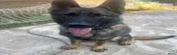 German Shepherd dogs for sale: Xander looking for his forever home  - Advert 4