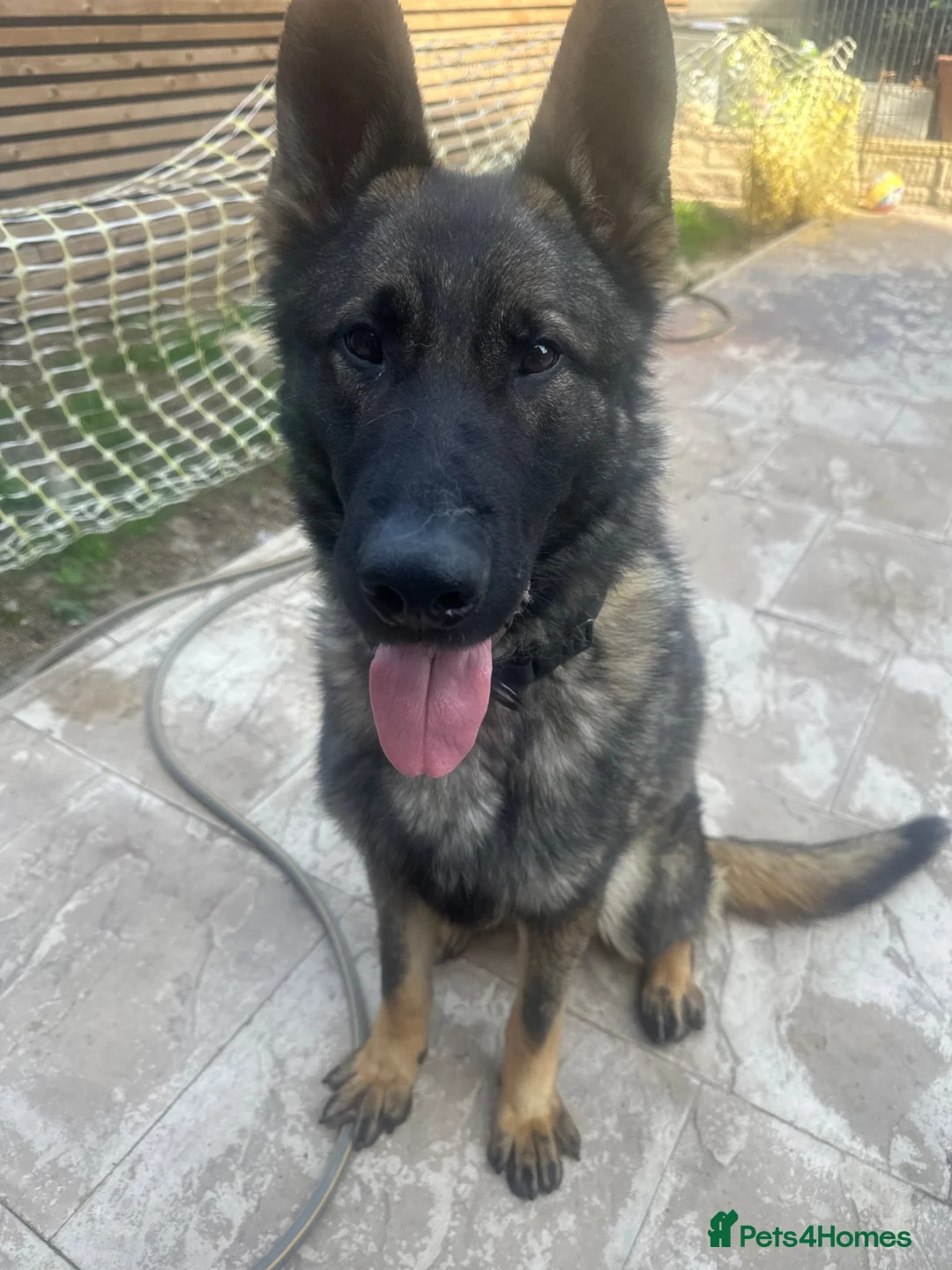 German Shepherd dogs for sale: Xander looking for his forever home  - Advert 4