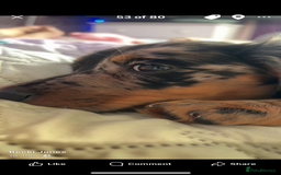 Miniature Dachshund dogs for sale: Beautiful silver dapple long haired girl - Image 8
