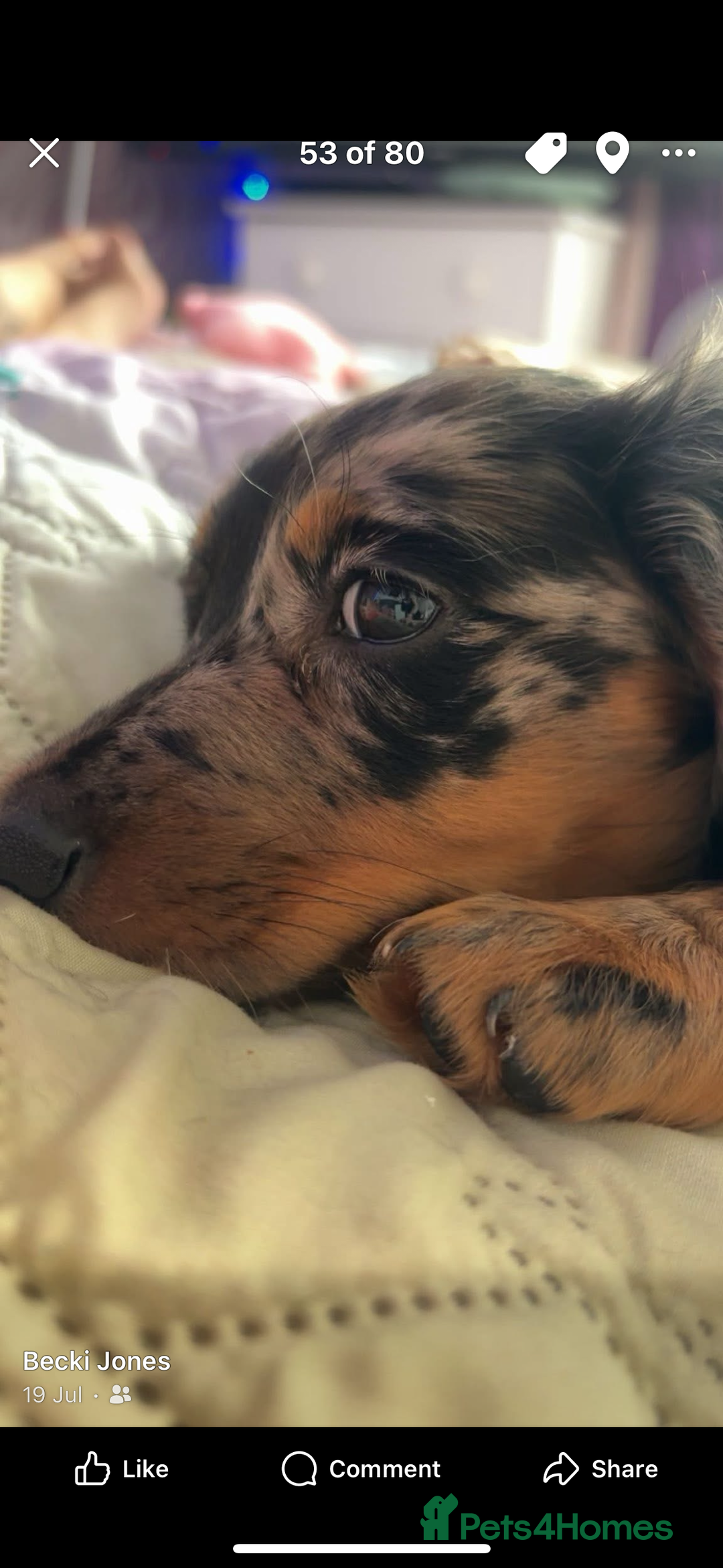 Miniature Dachshund dogs for sale: Beautiful silver dapple long haired girl - Image 8