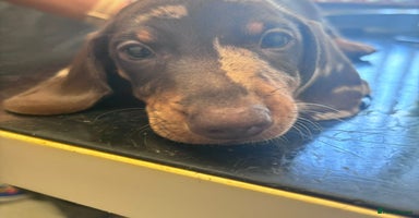 Miniature Dachshund dogs - Advert 3