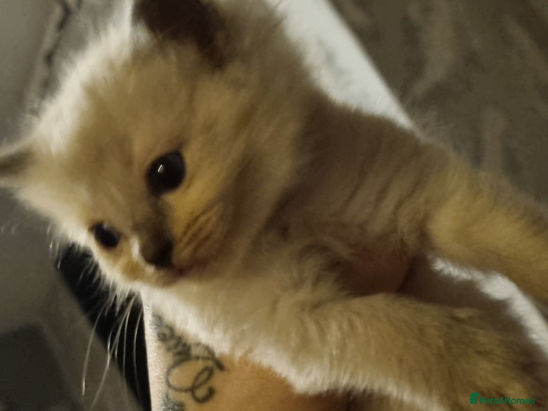 Ragdoll cats for sale: Ragdoll kittens  - Advert 6