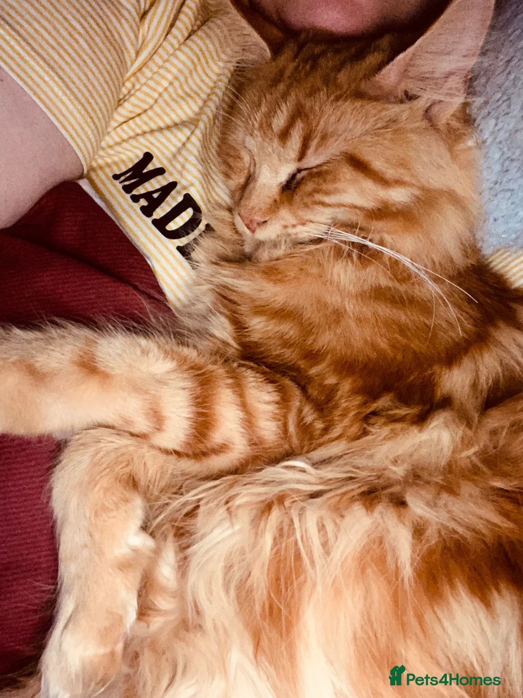 Maine Coon cats for sale: Ginger Female Adult Maine Coon - Advert 8