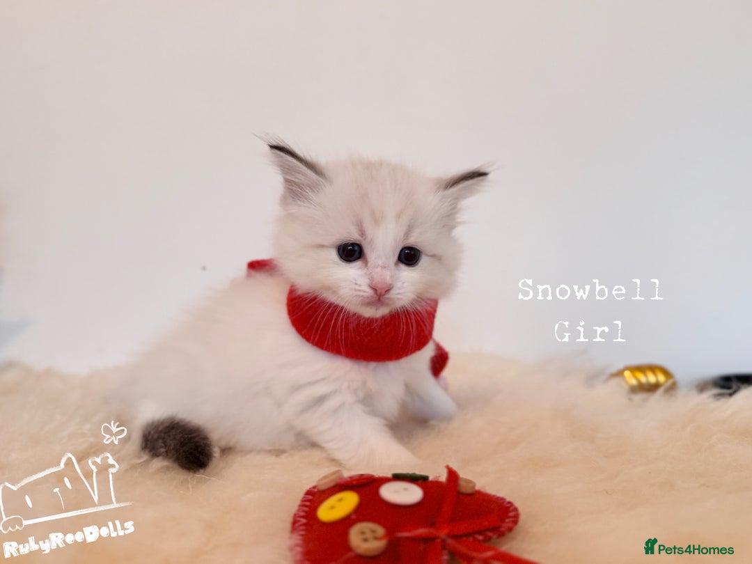 Ragdoll cats for sale: 🌟DNA Test🏆GCCF/TICA Championship Ragdoll Kitten - Advert 32