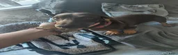 Dachshund dogs for sale: Dachshund girl puppy  in London - Advert 8