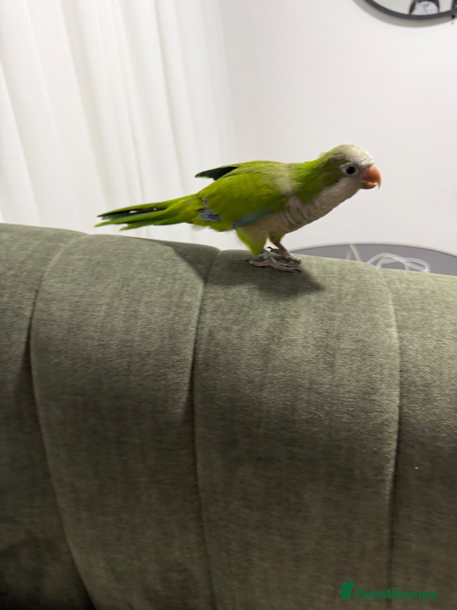 Ringnecks birds  for sale beautiful female Quaker  - Advert 20