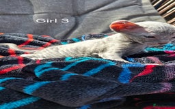 Sphynx cats for sale: Elf Sphynx Kittens  - Image 16