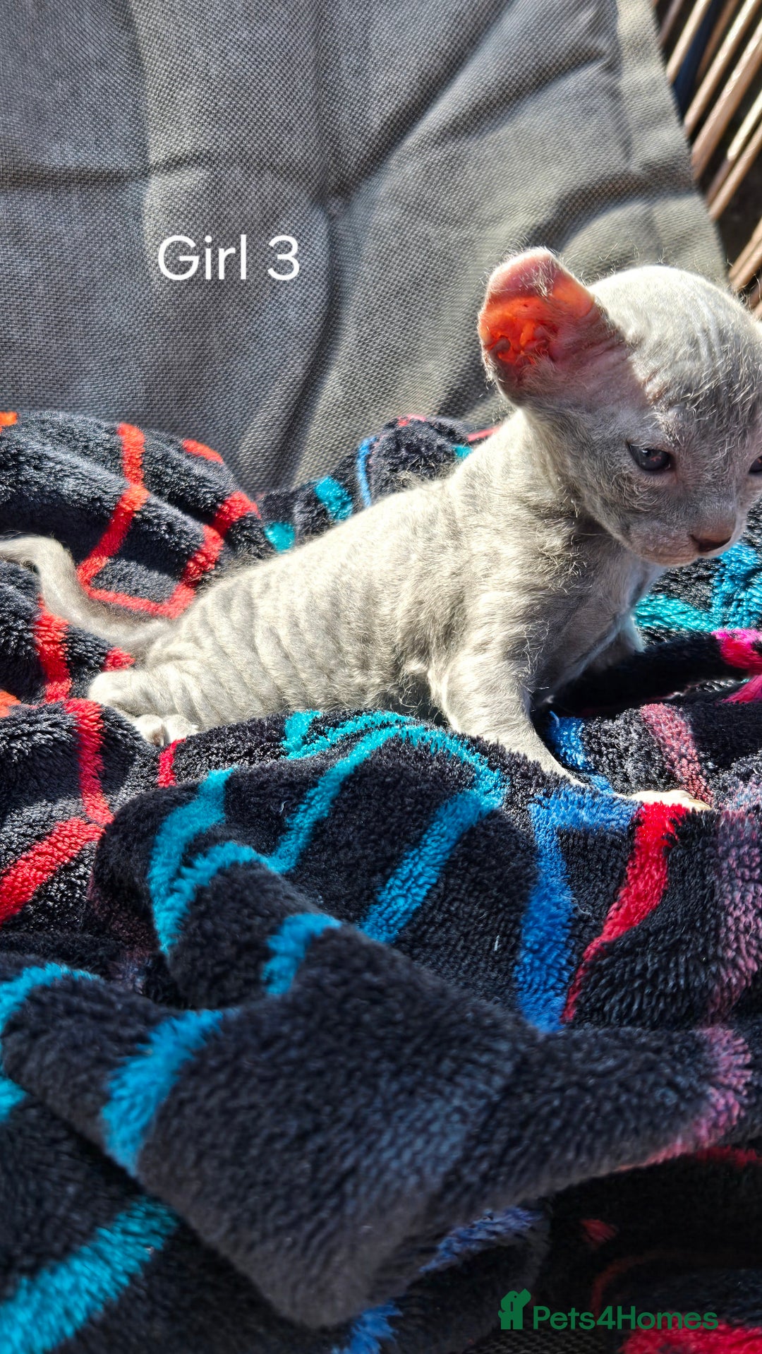Sphynx cats for sale: Elf Sphynx Kittens  - Image 16
