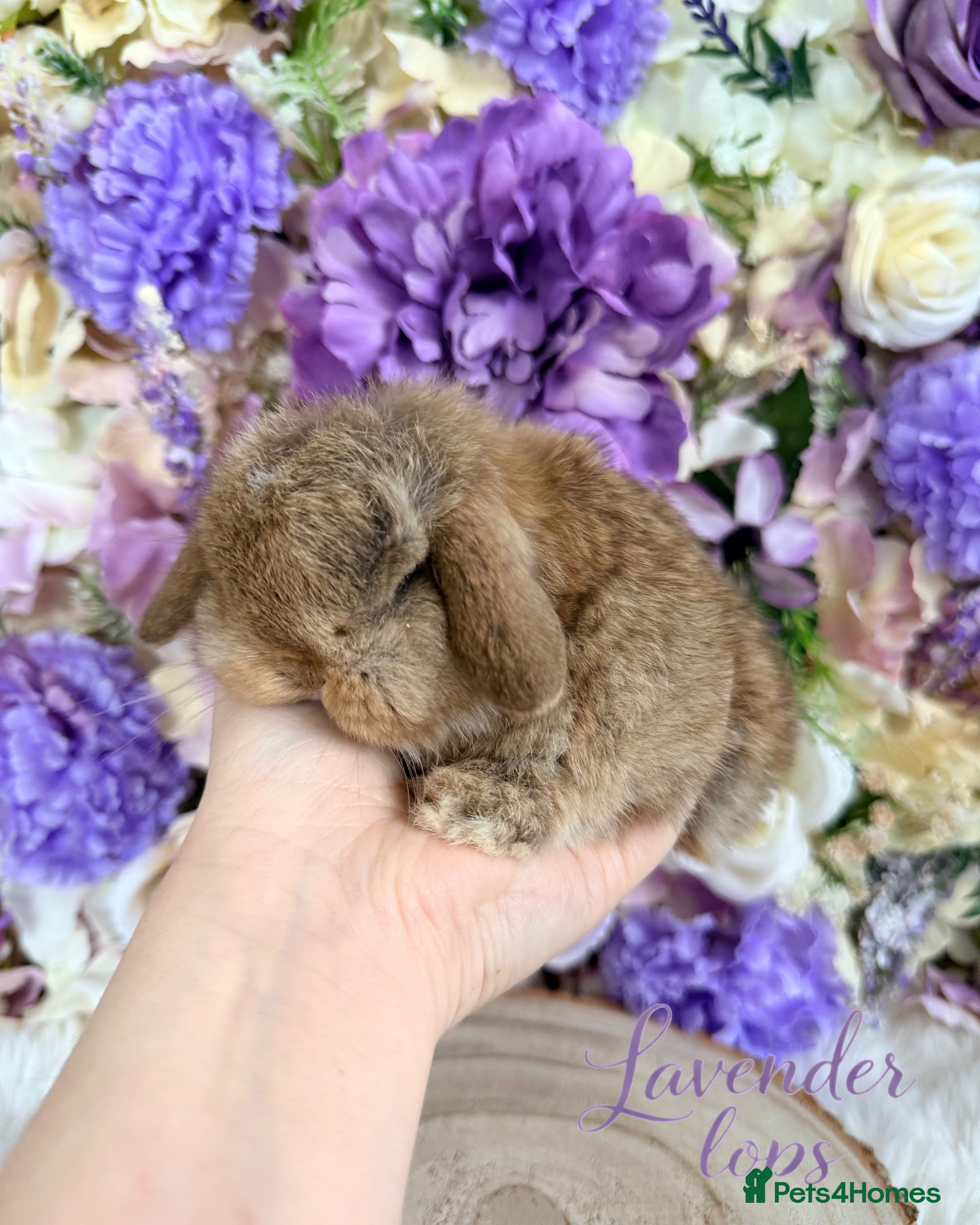 Mini Lop rabbits 💜 Vaccinated Mini Lops Bunnies 💜 xxx - Advert 2