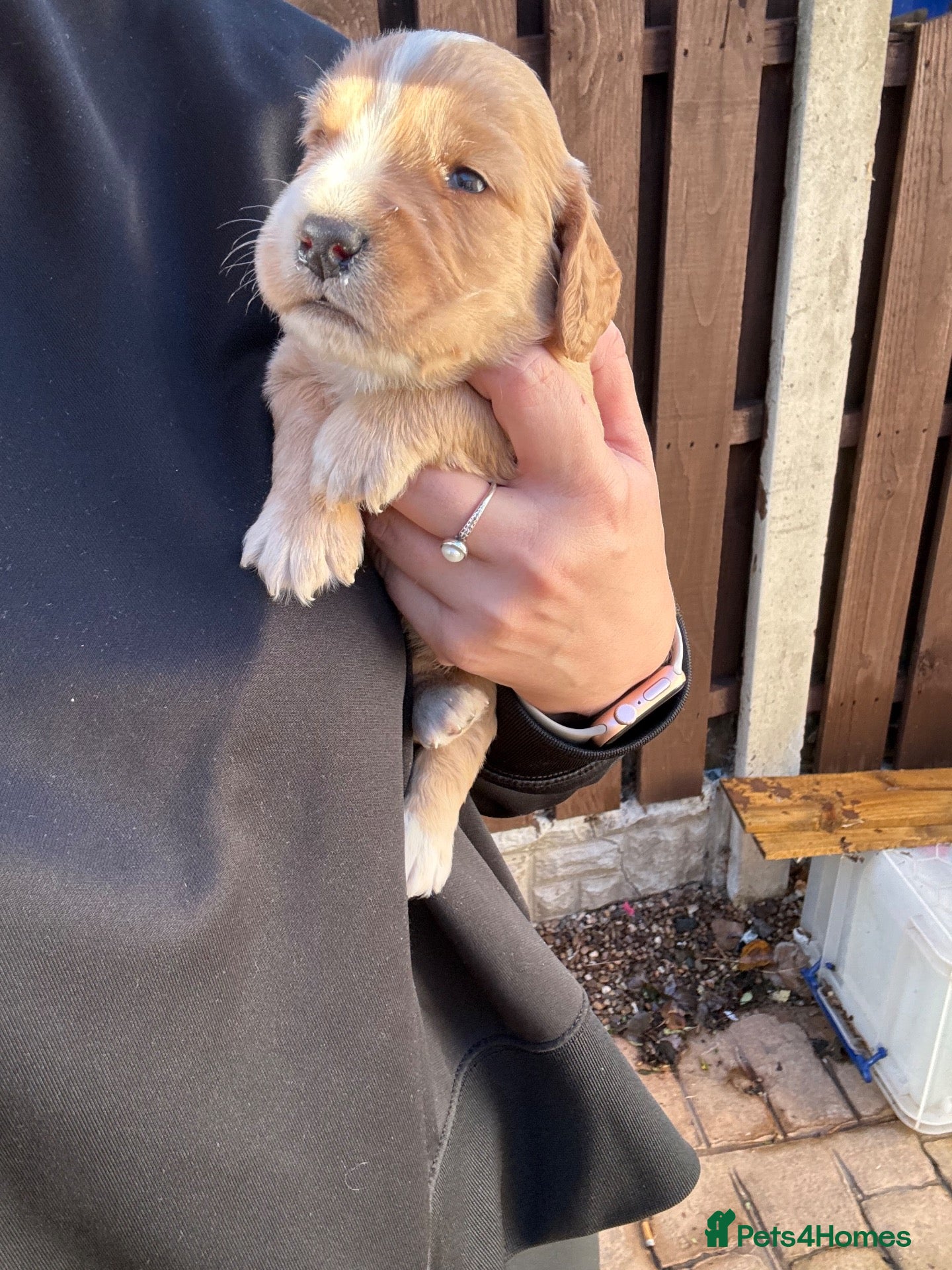 Cocker Spaniel dogs Beautiful working cocker spaniel puppies - Advert 1
