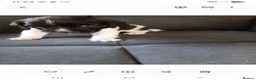 English Springer Spaniel dogs for sale: Mr Darren Barton  - Advert 5