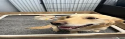 Golden Retriever dogs for sale: 6 beautiful golden retriever boys - Advert 2