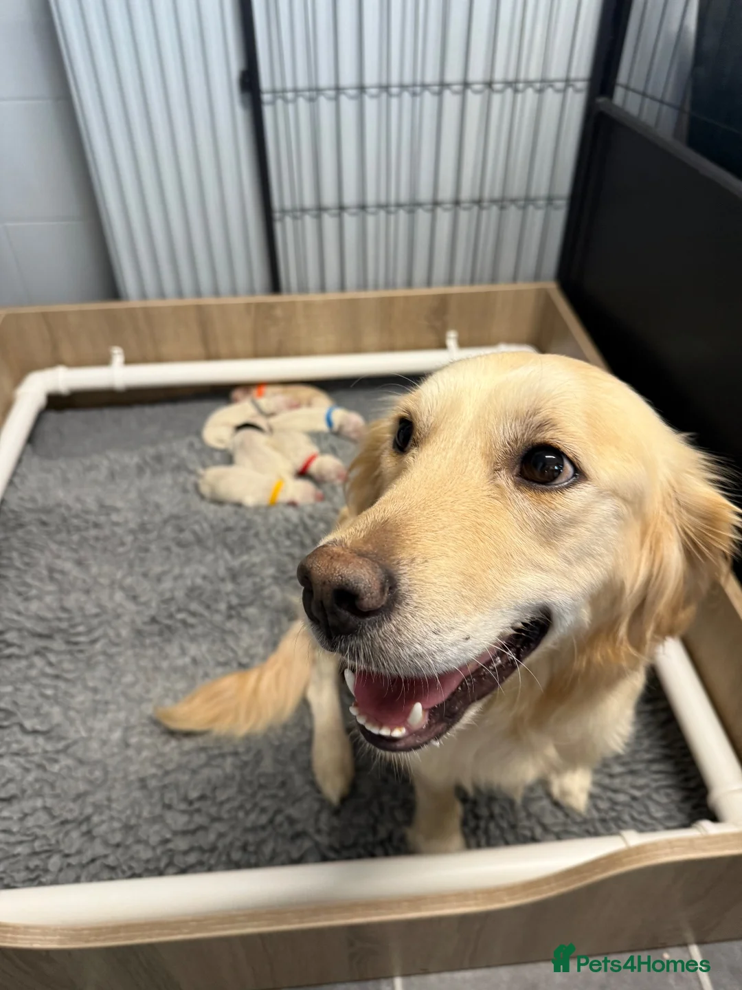 Golden Retriever dogs for sale: 6 beautiful golden retriever boys - Advert 2