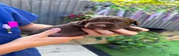Sprocker dogs for sale: Last beautiful girl choc and tan Sprocker  - Advert 29