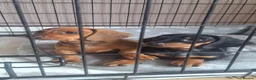 Dachshund dogs for sale: 2 gorgeous dachshund pups for sale - Advert 6