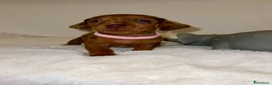 Dachshund 6