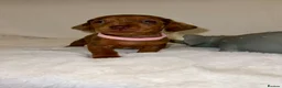 Dachshund dogs for sale: 🐾 Daxie & Chocolate’s Beautiful Puppies ! - Advert 21